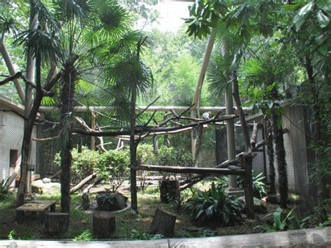 Dusky Leaf Monkey Exhibit In Dallas Zoo