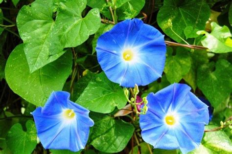 Ипомея floramia cameo описание