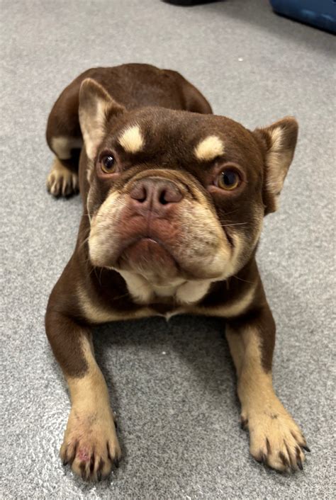 lincoln animal control 6