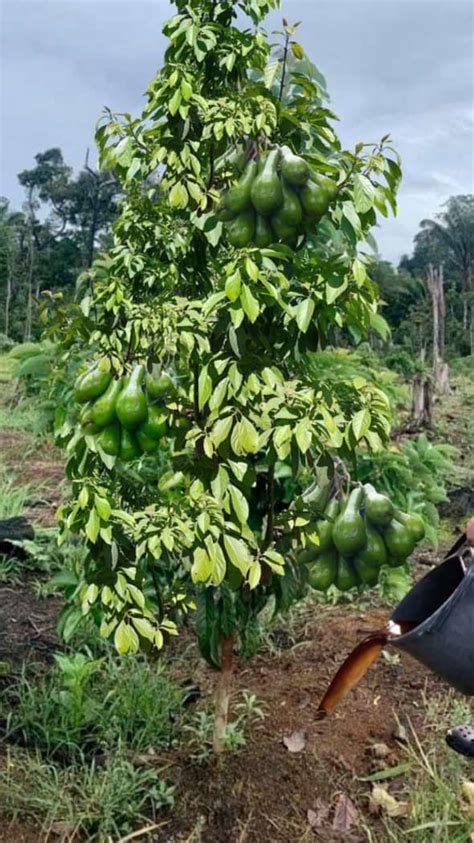 Incre Ble Truco Cape Y Fertilice El Rbol De Guan Bana Para Activar