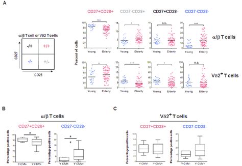 α β and Vδ2 T cells subsets aging A The phenotype of PBMC from young