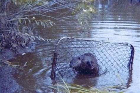 How To Trap A Beaver (9 Easy-To-Follow Beaver Traps)