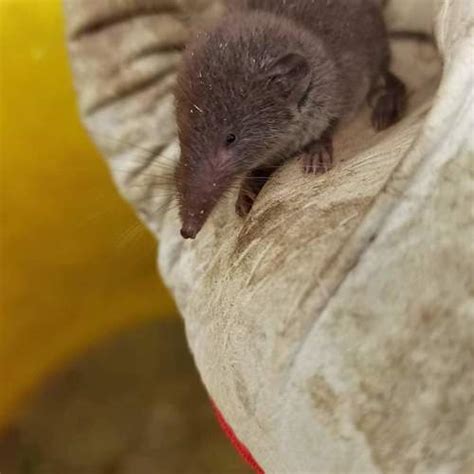 North African White Toothed Shrew Crocidura Pachyura · Inaturalist