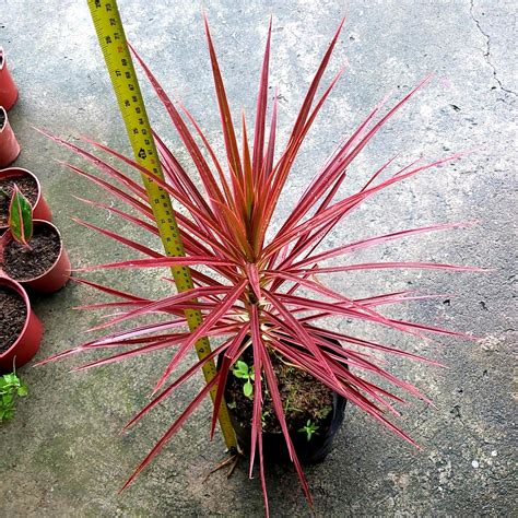 Dracaena Marginata Tricolor Scarlet Furniture Home Living