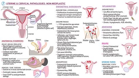 PAS 6029 Pathophysiology II Uterine Cervical Pathologies