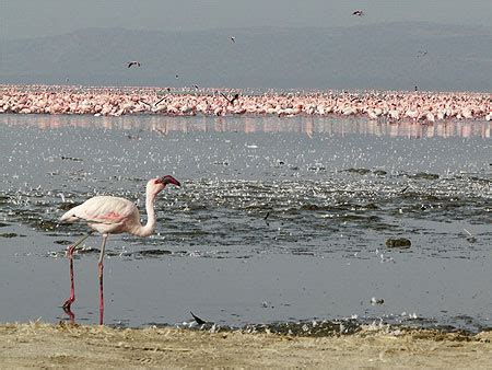 Un Flamant Parmi Tant D Autres Oiseaux Lacs Animaux Lac Et