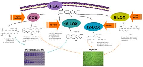 Ijms Free Full Text In Vitro Effects Of Selective Cox And Lox