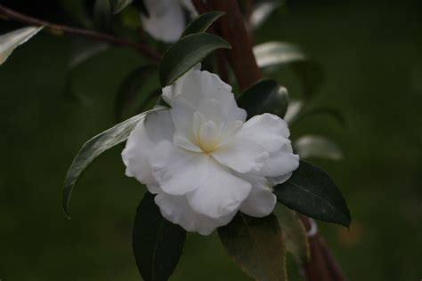 Kamelien Camellia Sas Early Pearly J Zimmermann Flickr