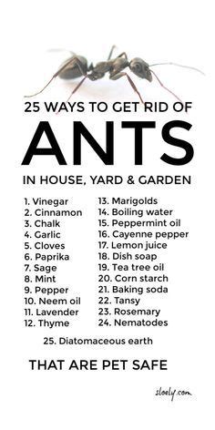 Ant Killer Recipe Homemade Ant Killer Household Cleaning Tips House