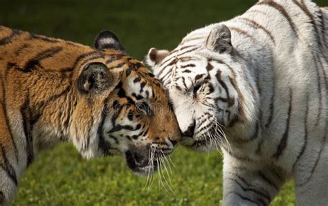 Two Tigers Stock Photo Image Of Animals Affectionate 12978224