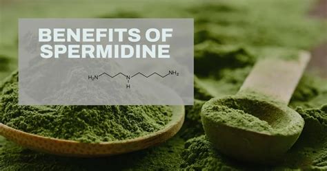 The 3 Main Benefits Of Spermidine New World Health Brands