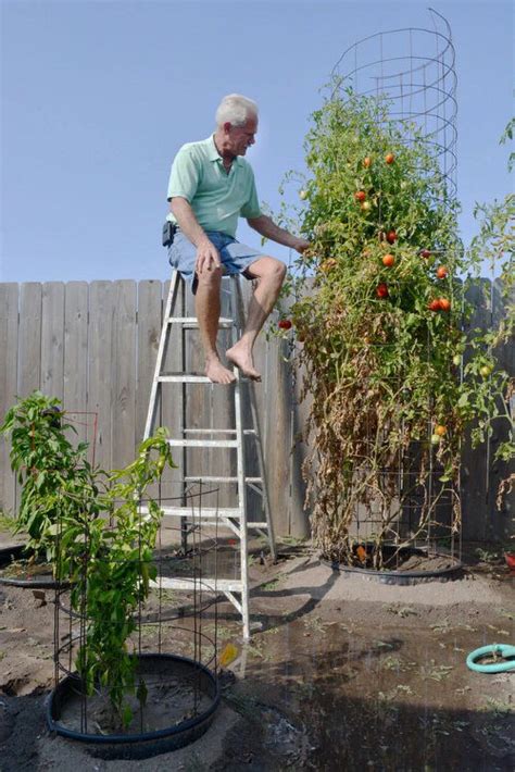 How To Grow Tomato As A Tree Growing A Giant Tomato Plant