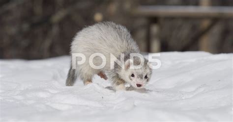 Snow Ferret