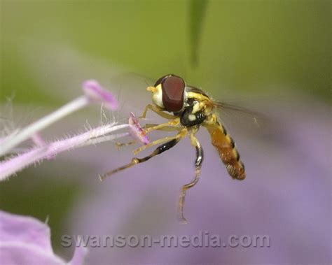 Syrphid Fly Toxomerus Geminatus Bugguide Net