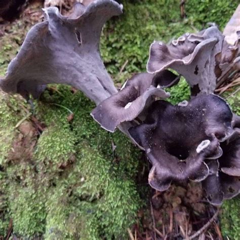 Creature Feature Mushrooms Creatures Of The Forest Floor Nec