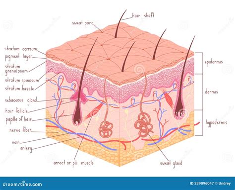 Epidermide Umana Di Anatomia Cutanea Con Illustrazione Del Vettore