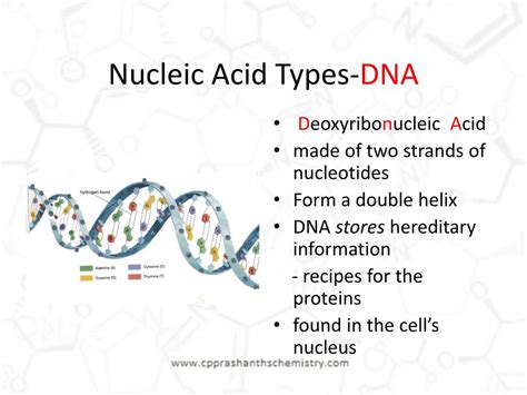 PPT - Nucleic Acids PowerPoint Presentation, free download - ID:1460936