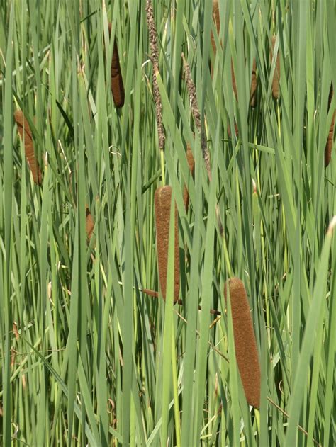 Vroege Vogels Foto Planten Grote Lisdodde