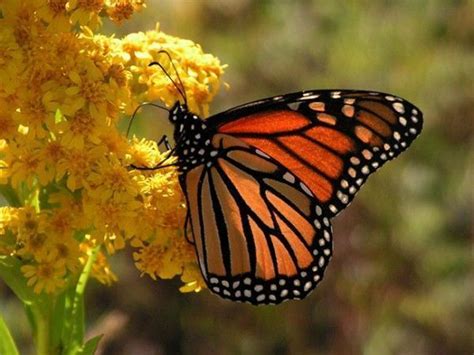 Todo sobre las mariposas características y curiosidades