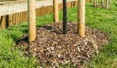 What S The Right Mulch For Fruit Trees Your Diy Backyard