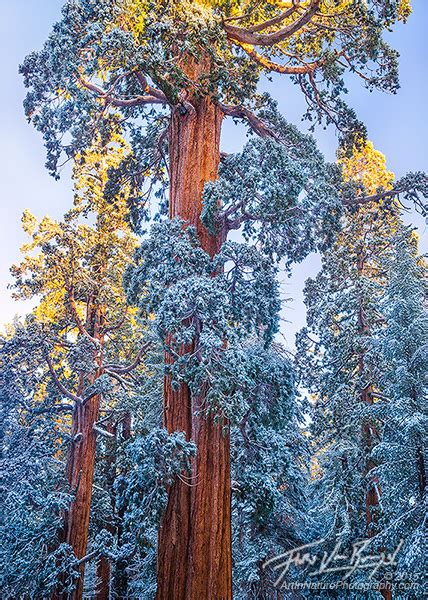 Art In Nature : Winter Sunshine ~ Sequoia National Park