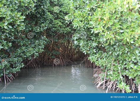 Mangrove Plants with Deep Roots into Marshy Land Stock Photo - Image of ...