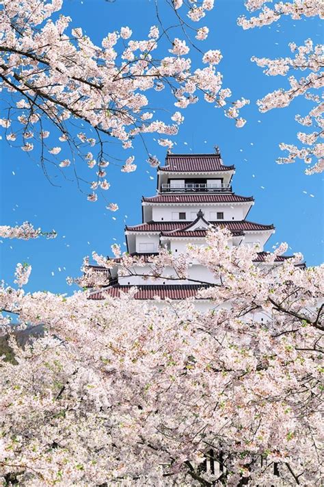 Enjoy Famous Castles And Sakura Spots Simultaneously Experience Japan