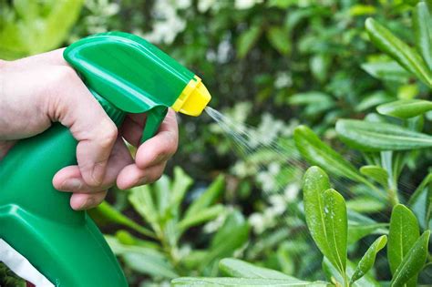 Comment traiter les champignons sur les plantes La santé par les