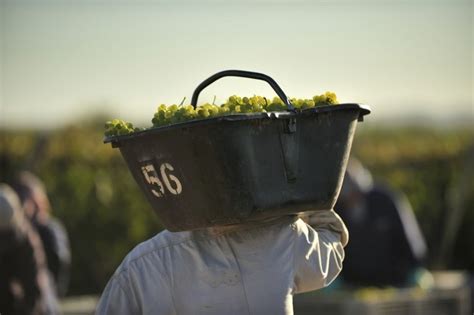 Torrontes : What you really need to know about this grape