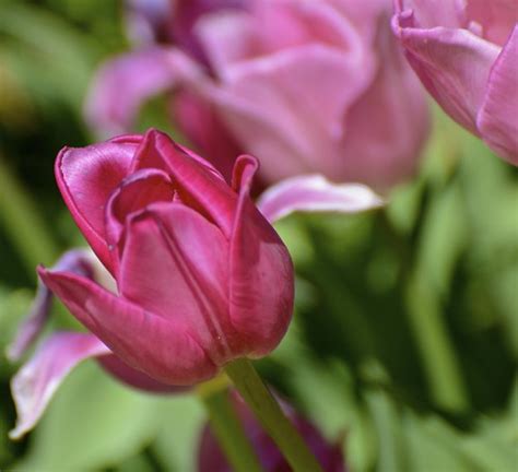 Tulips At Morton Arboretum Meridith112 Flickr