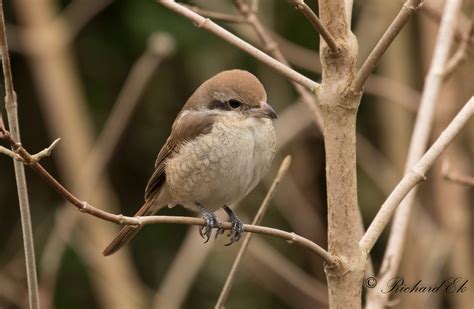 Brun Törnskata Brown Shrike Lanius Cristatus Photo Richard Ek