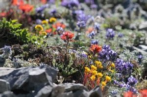 Flora And Fauna Mont Blanc TreksMont Blanc Treks