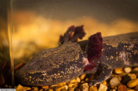 Common Mudpuppy Facts, Pictures & Info. North American Amphibian