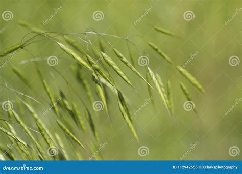 Green Wild Oat Grasses Nature Background Stock Image Image Of Flora