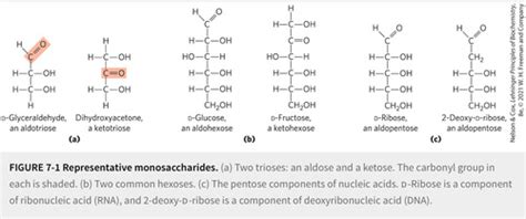 Biochem Chp Carbohydrates And Glycobiology Flashcards Quizlet