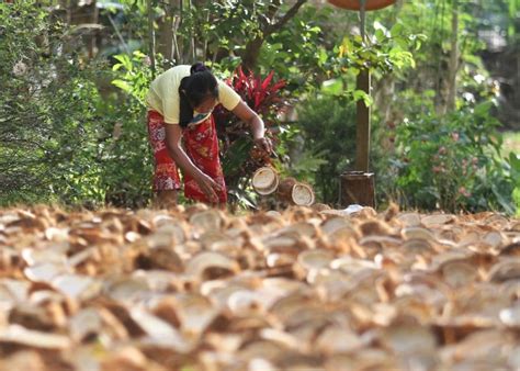 pca vows improved coconut production  modernization edge davao