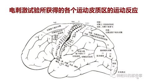 大脑解剖结构、功能与临床定位郁金