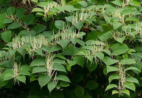 Japanese Knotweed Natick Ma Official Website