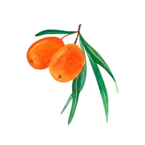 Premium Photo Hand Drawn Watercolor Of Seabuckthorn Forest Buckthorn