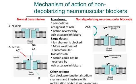 Neuromuscular Blocking Agents Mechanism Of Action