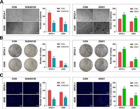 Eno1 Promoted The Self Renewal Growth And Invasion Ability Of Lcscs