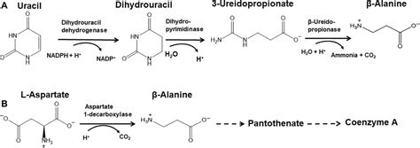 Frontiers The Synthesis And Role Of β Alanine In Plants