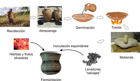 Cervezal Fabricación De Cerveza En El Neolítico Ibérico Según Los