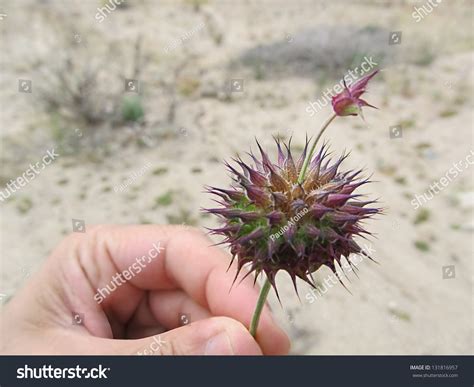 Joshua Tree Np Chia Flower Salvia Columbariae Also Known As