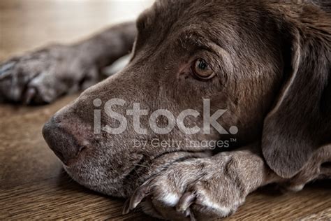 Chocolate Labrador Retriever Laying Down Stock Photo Royalty Free