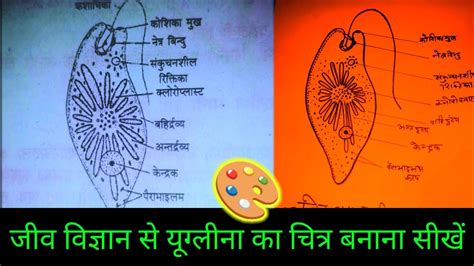 How To Draw Euglena In Under 5 Minutes You Wont Believe What Happens