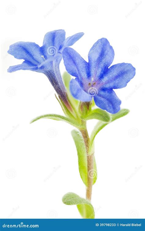 Lithodora Diffusa Flower On White Stock Image Image Of Delicate