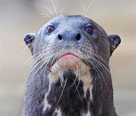 Giant Otter Pteronura Brasiliensis Iucn Ssc Otter Specialist Group