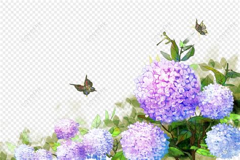 Hydrangea Png Images With Transparent Background Free Download On Lovepik