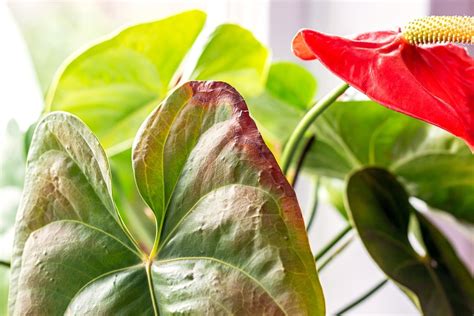 Anthurium Cura E Coltivazione Di Questa Pianta D Interno